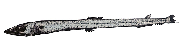 Ahliesaurus berryi _01.jpg